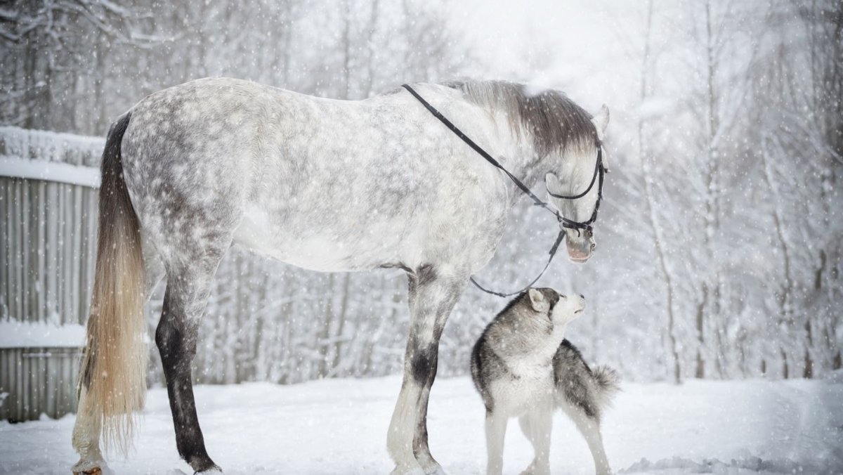 Хаски и лошадь