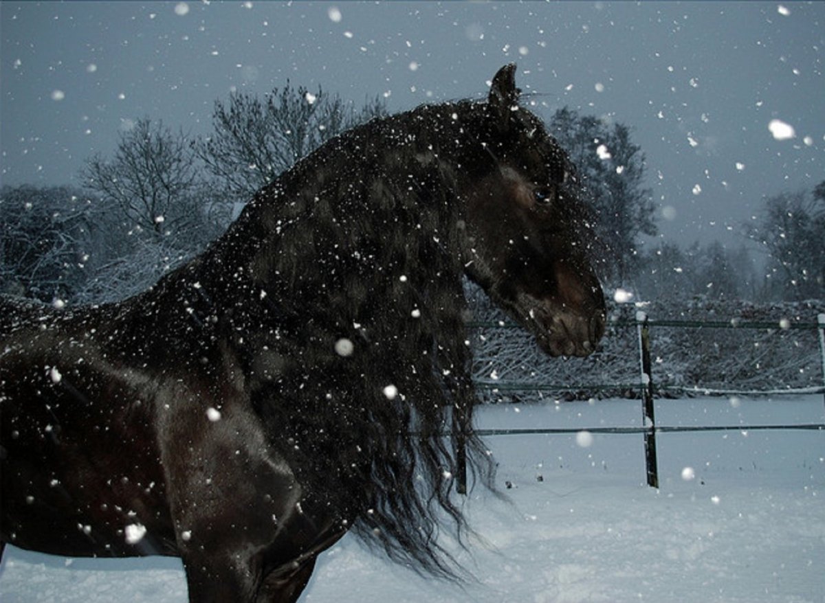 Лошади в снегу