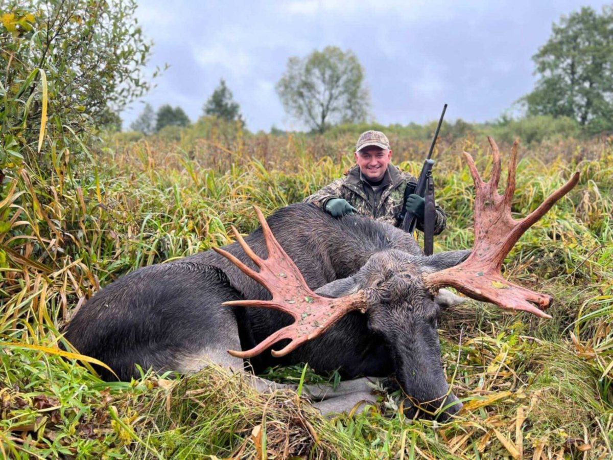 Лось зимой в лесу