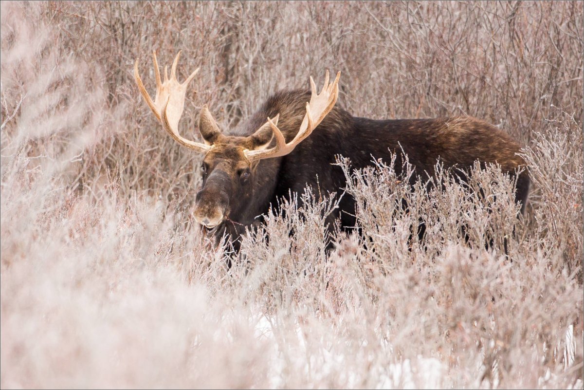 Охота на лесных животных