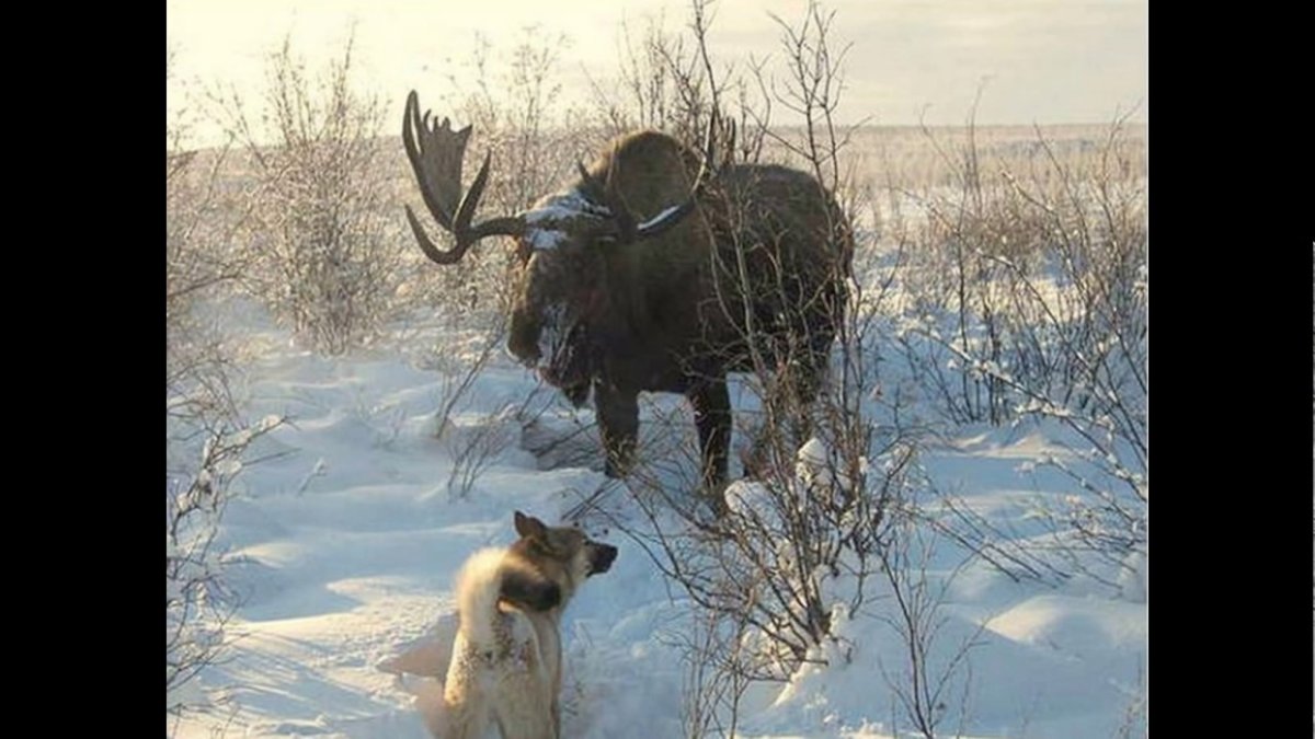 Аляскинский Лось
