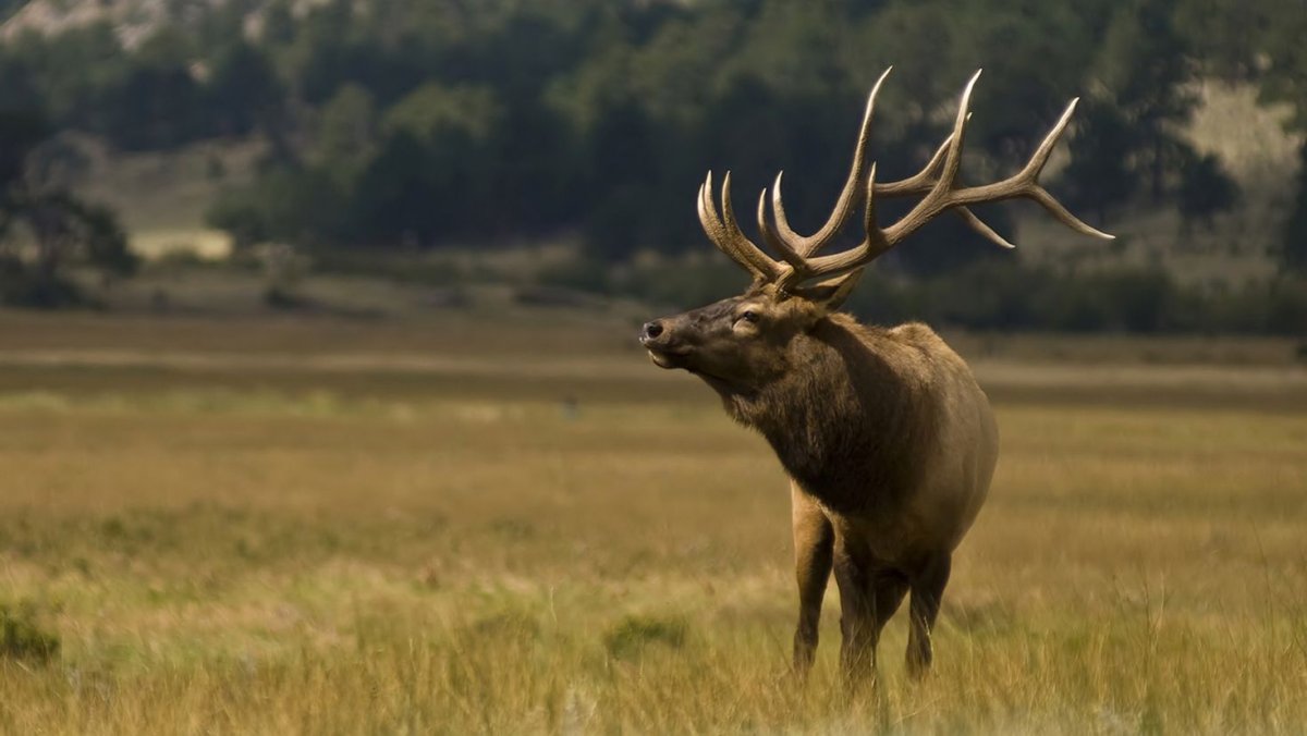 Карл Рунгиус художник