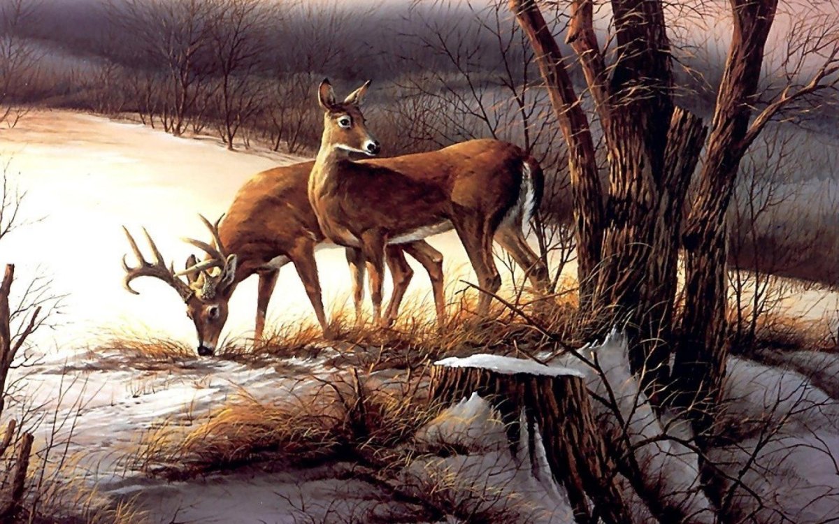 Красивый Лось