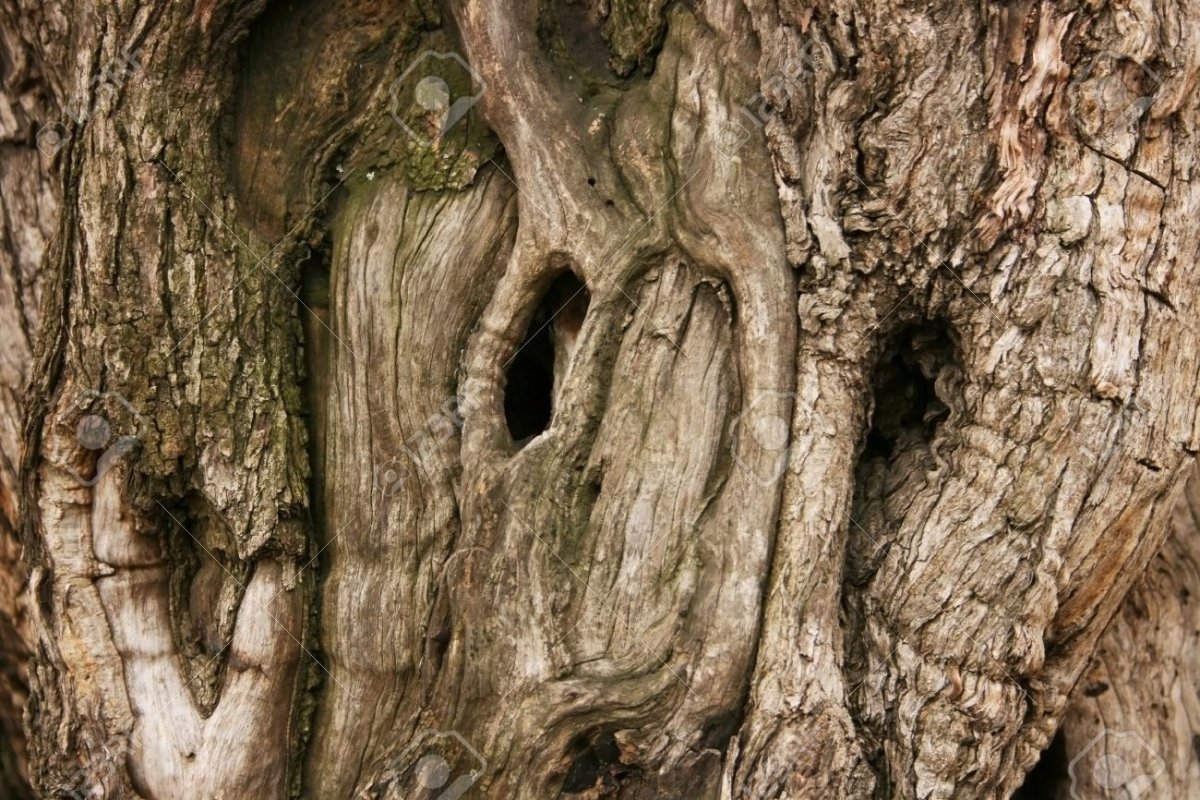 Дуб с дуплом