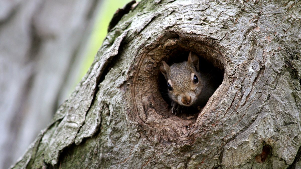 Беличья Нора гнездо
