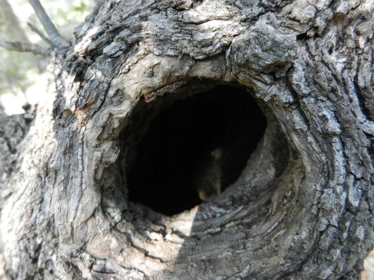 Дерево с дуплом