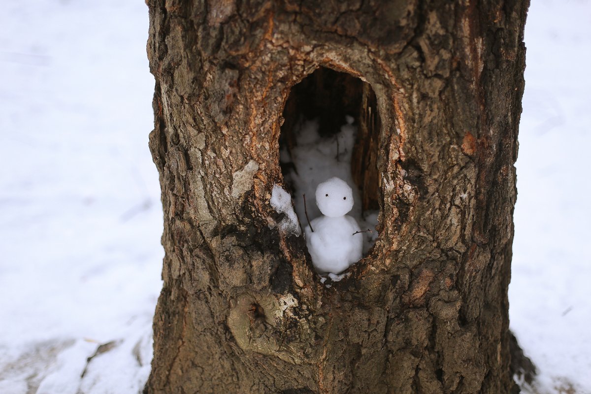 Дупло белки