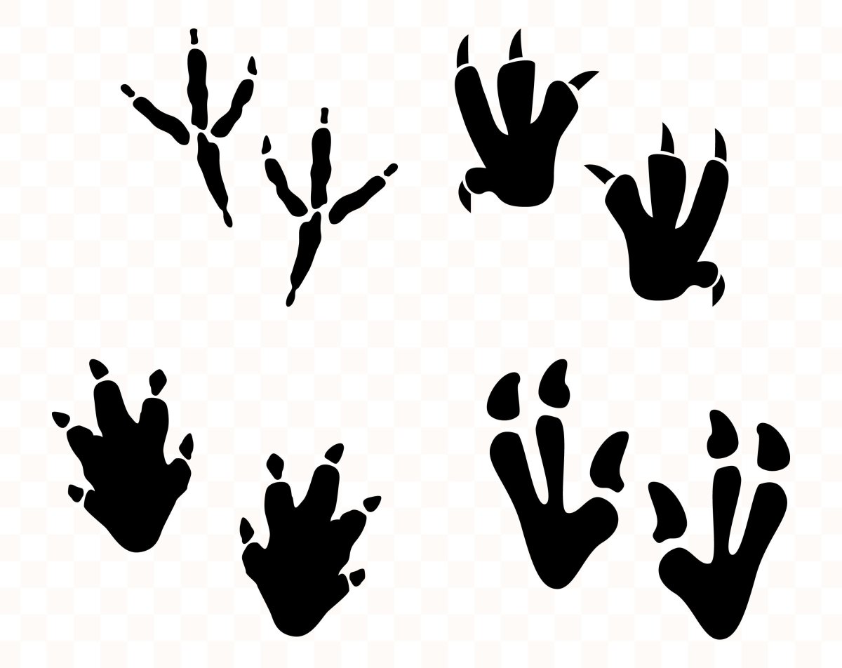 Отпечаток лапы динозавра