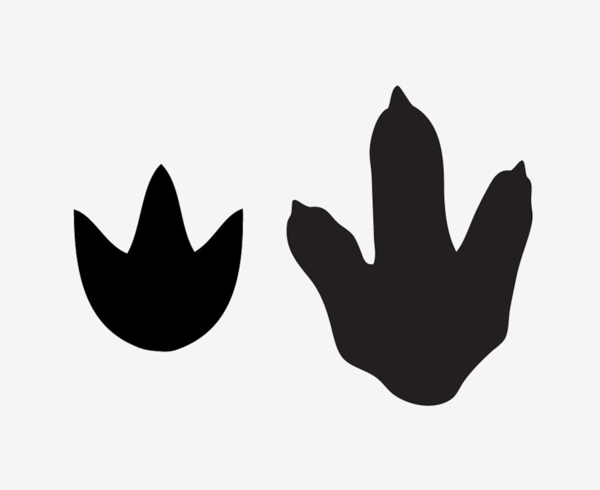 Отпечатки следов динозавров