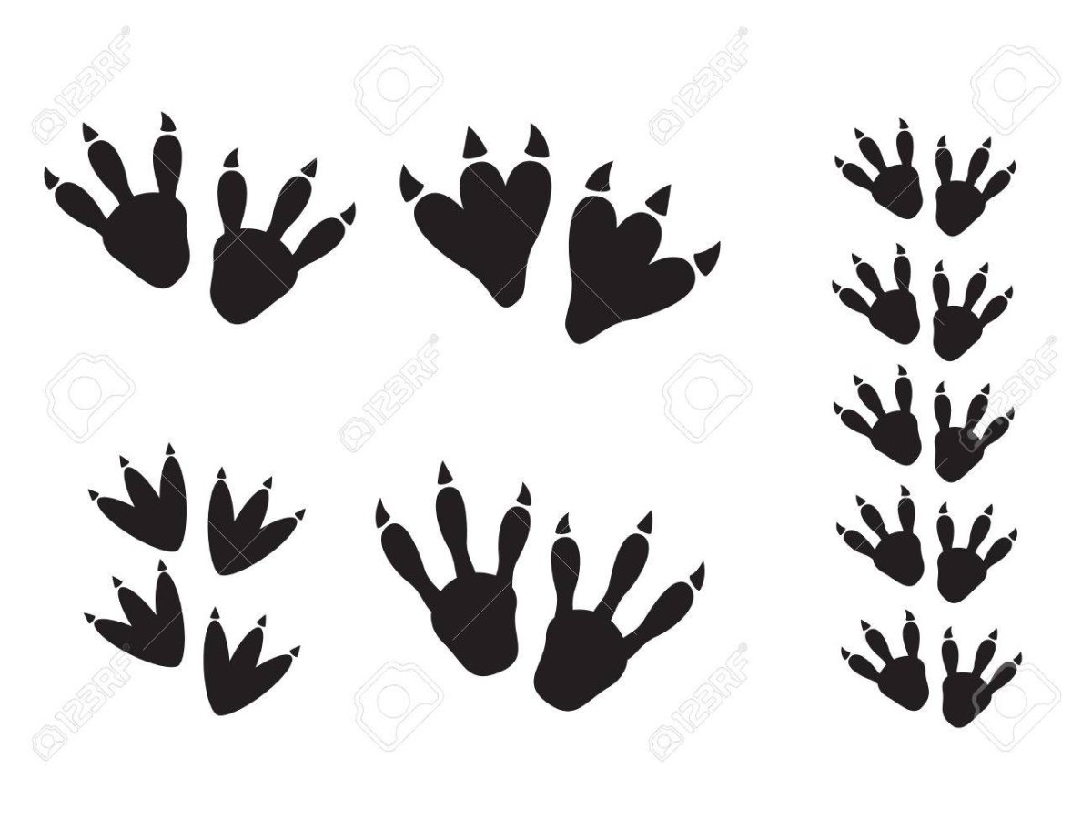 Отпечаток лапы ящерицы