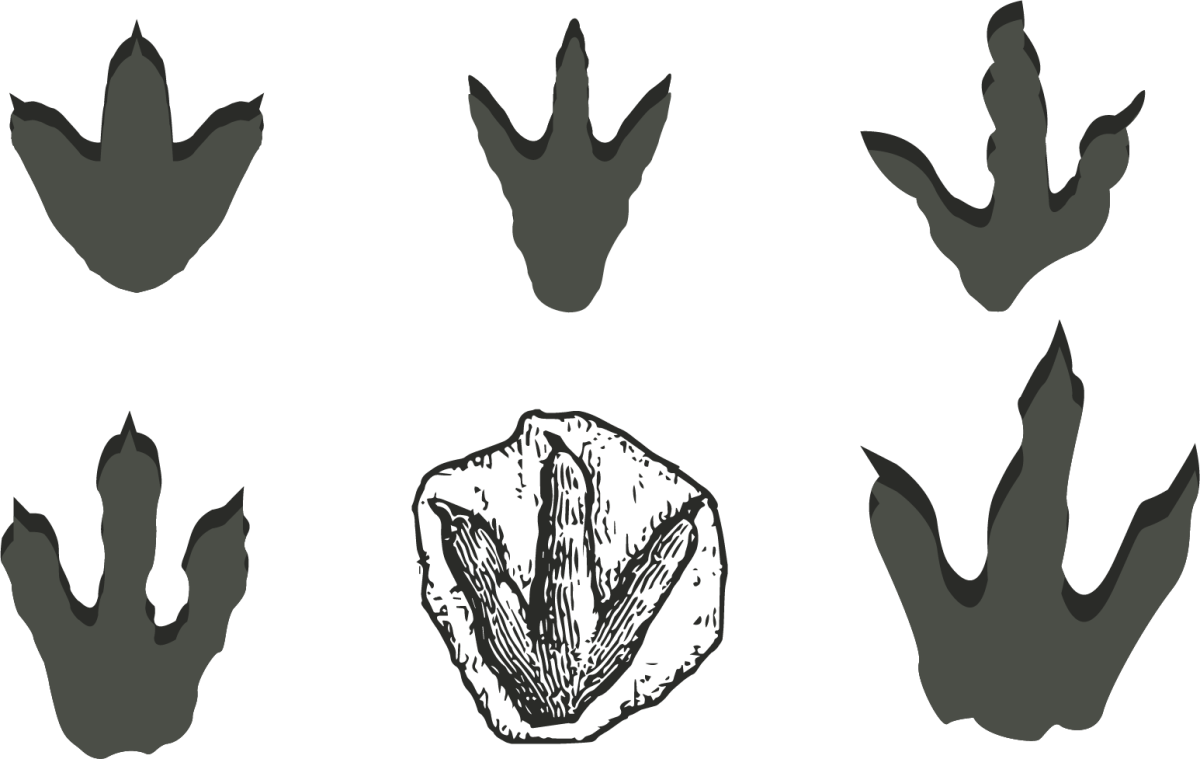 Следы динозавра диплодока