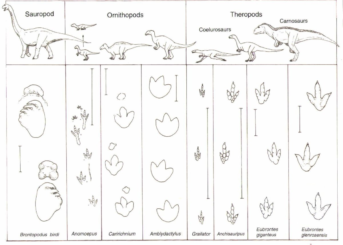 Следы динозавров для детей Отпечатки