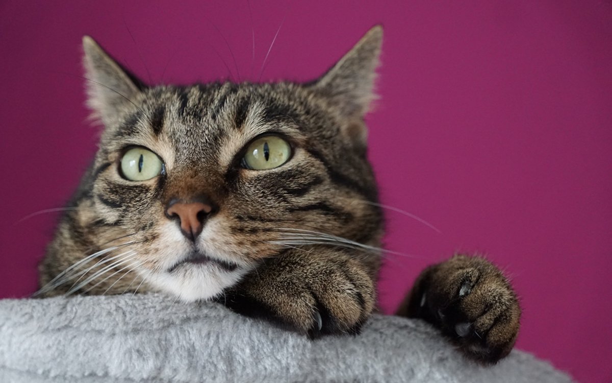 Кот задумался