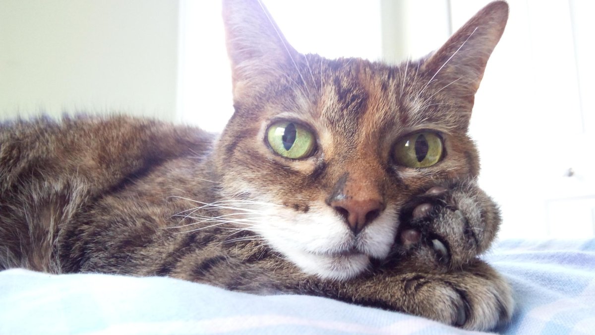 Кот серый лоб