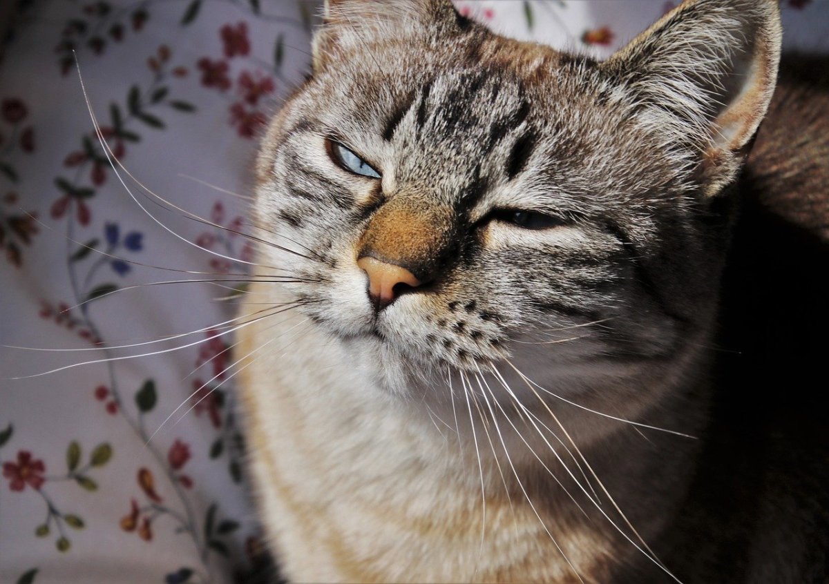 Кошка позирует