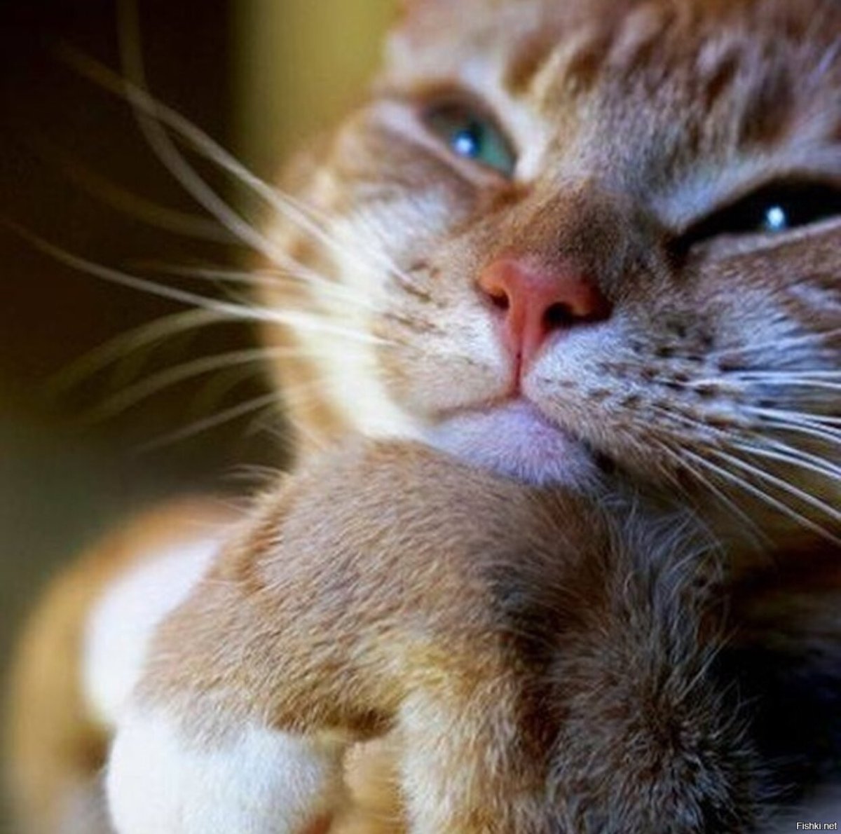 Обои на рабочий стол выглядывающий кот