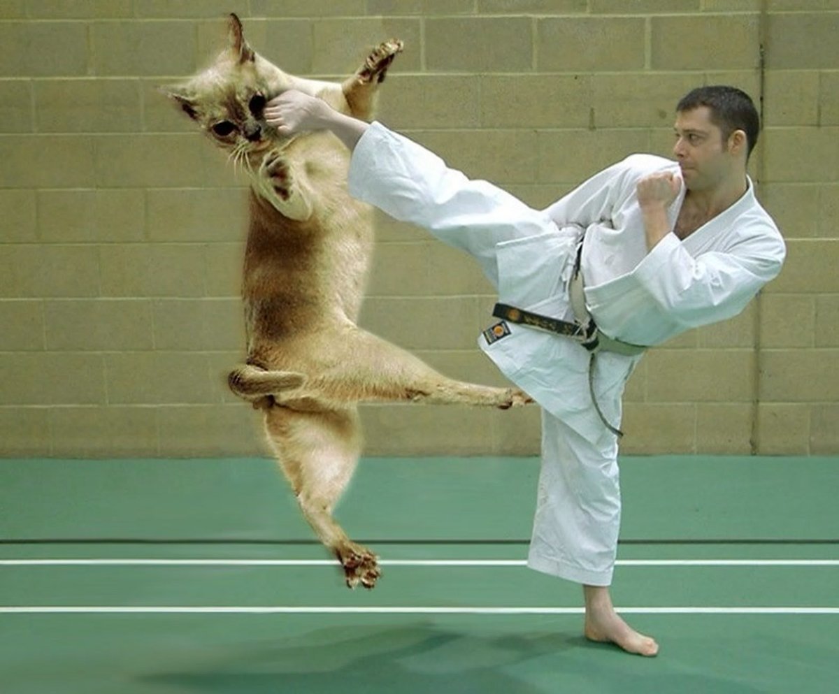 Кот каратист