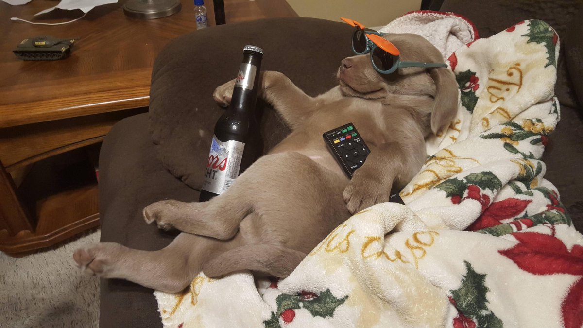 Смешные картинки про выходные