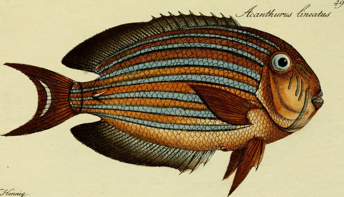 Винтажные рыбки