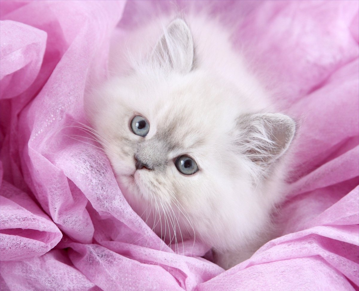 Котенок с бантиком