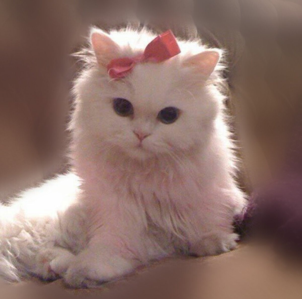 Милый котик с бантиком