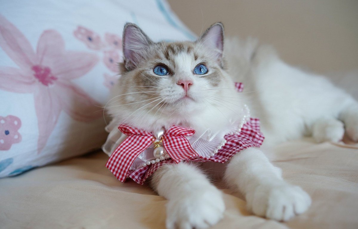 Кошка с бантом