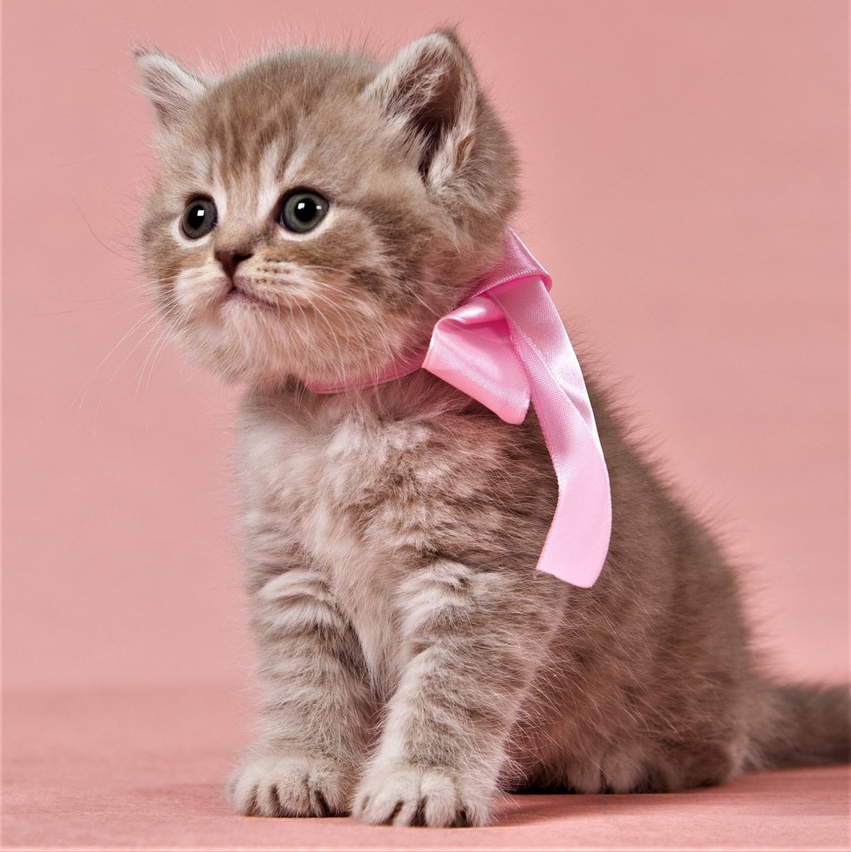 Рыжий персидский котенок