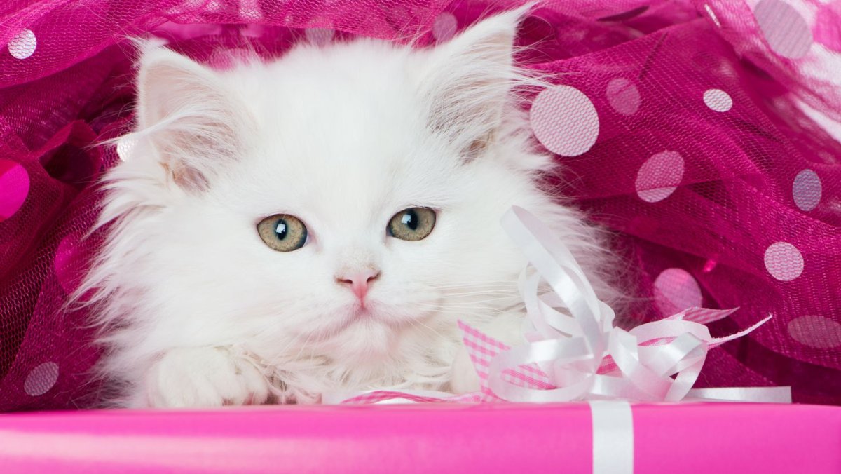 Кошечка с бантиком