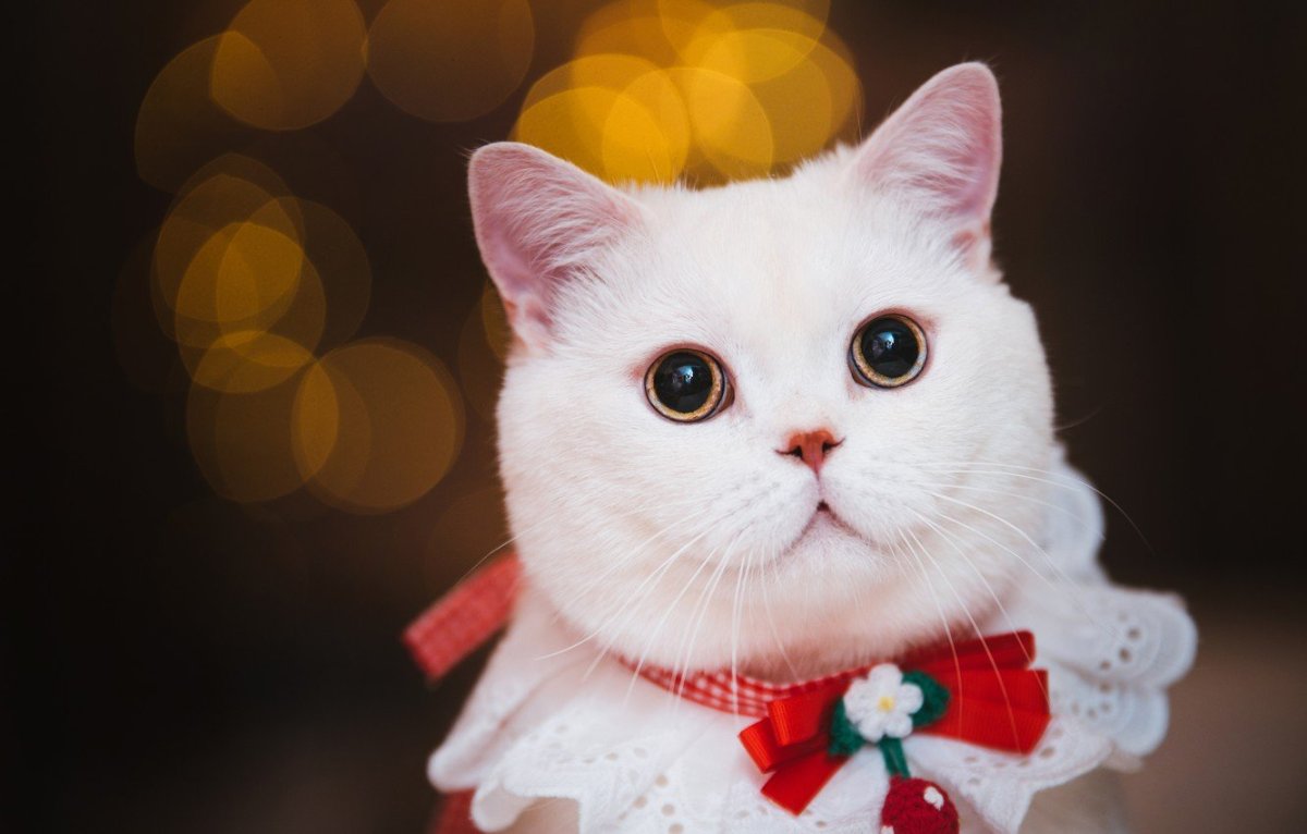 Белый пушистый котенок