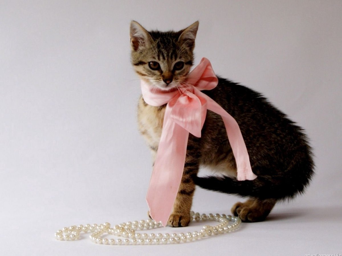 Котик с бантиком