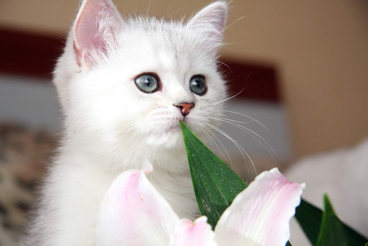 Красивые котята