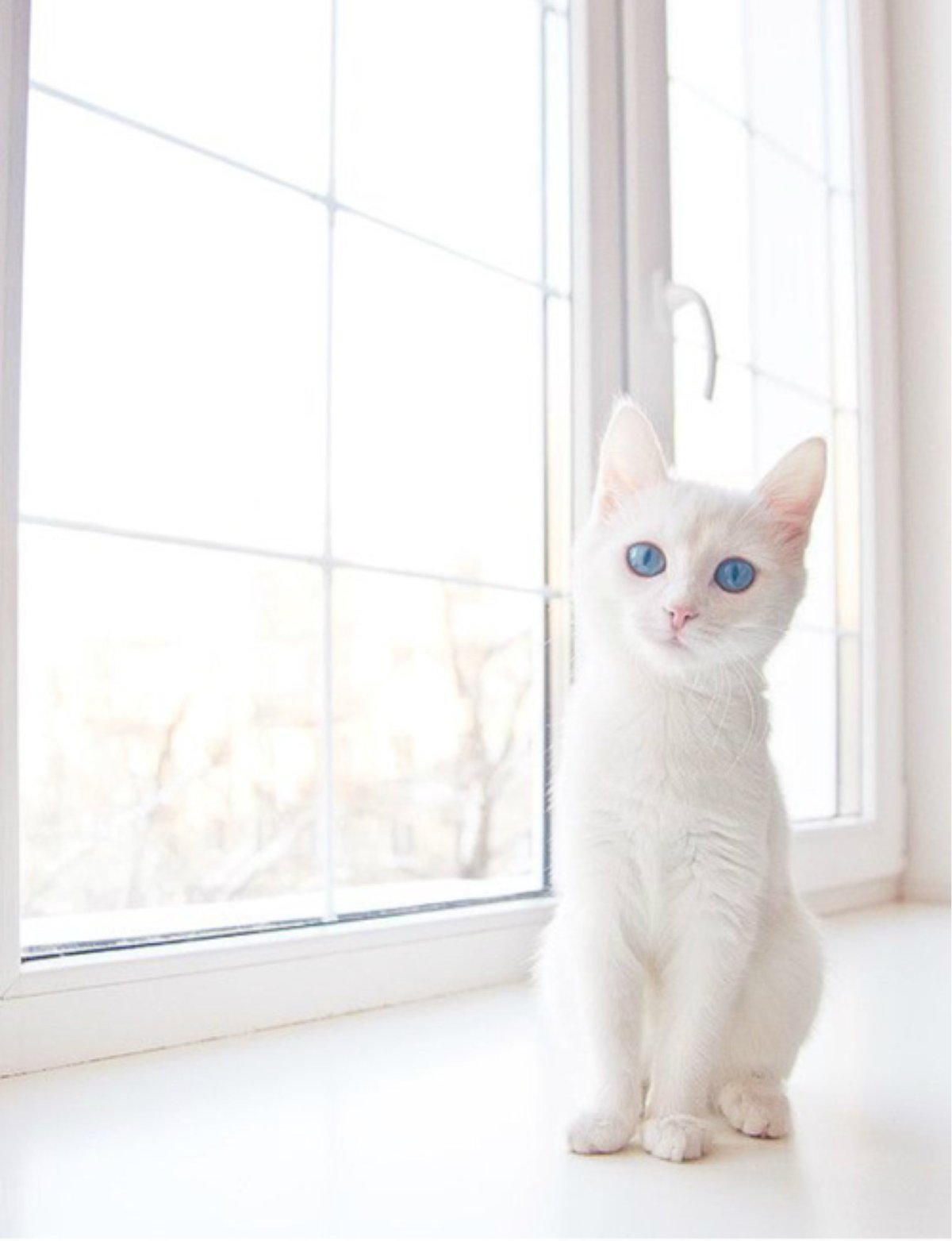 Кошка белая