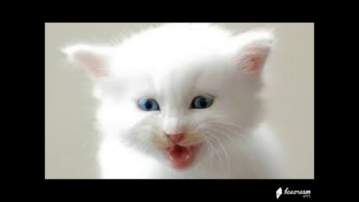 Беленький котенок с голубыми глазками