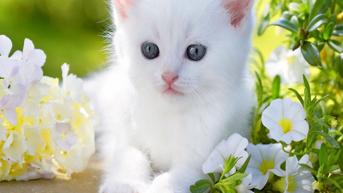 Dunyäde in Uly pisik