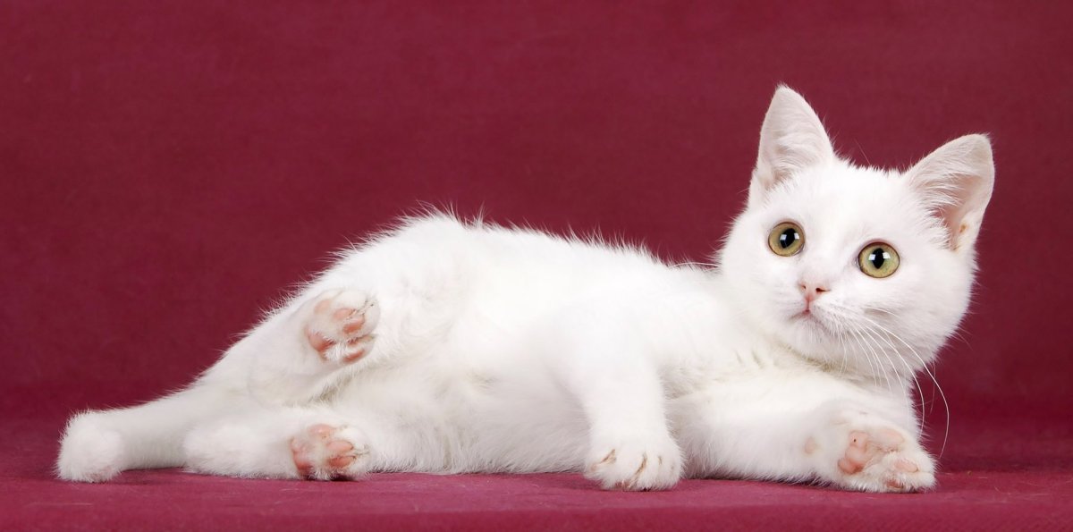 Маленькая белая кошка