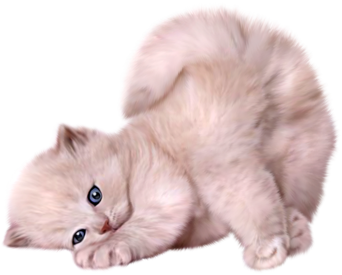 Котенок на белом фоне