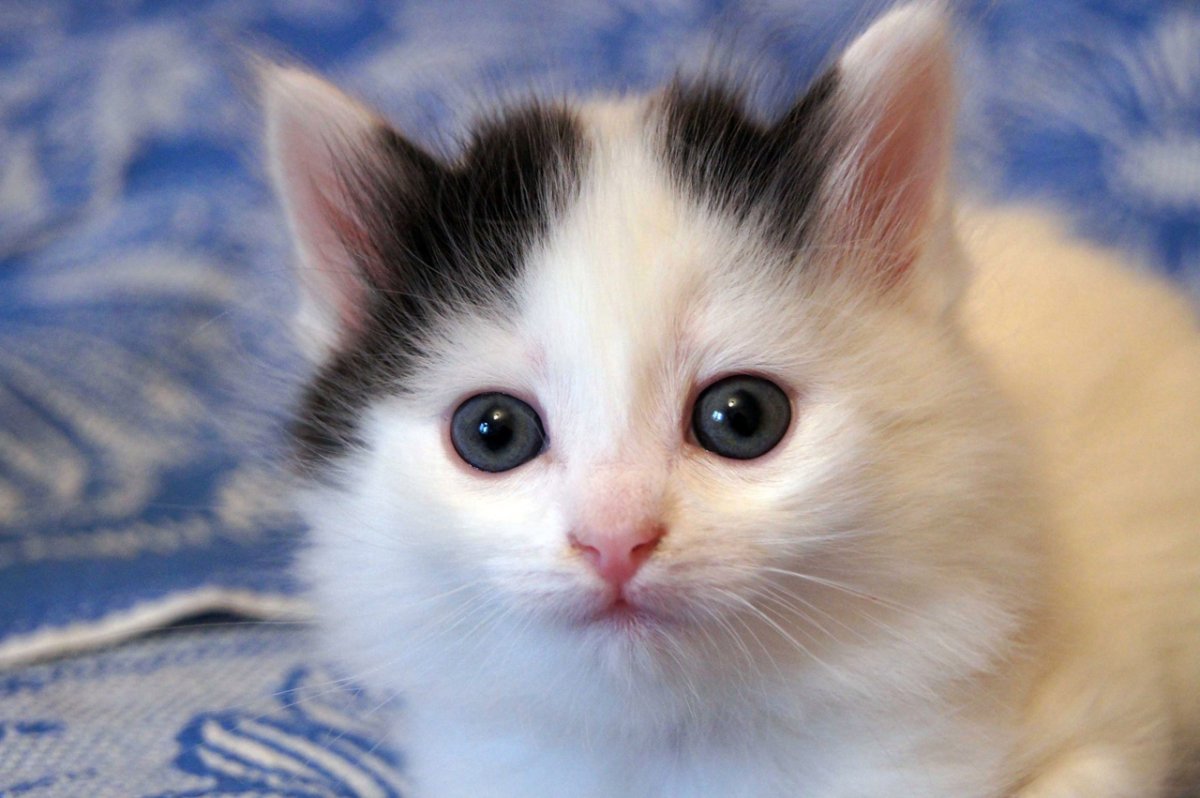 Белый котенок с черными пятнышками