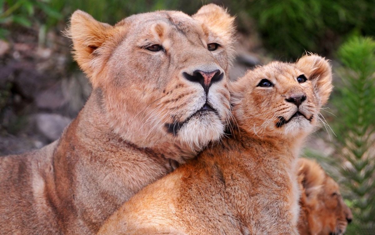 Мать и дитя львица и Львенок