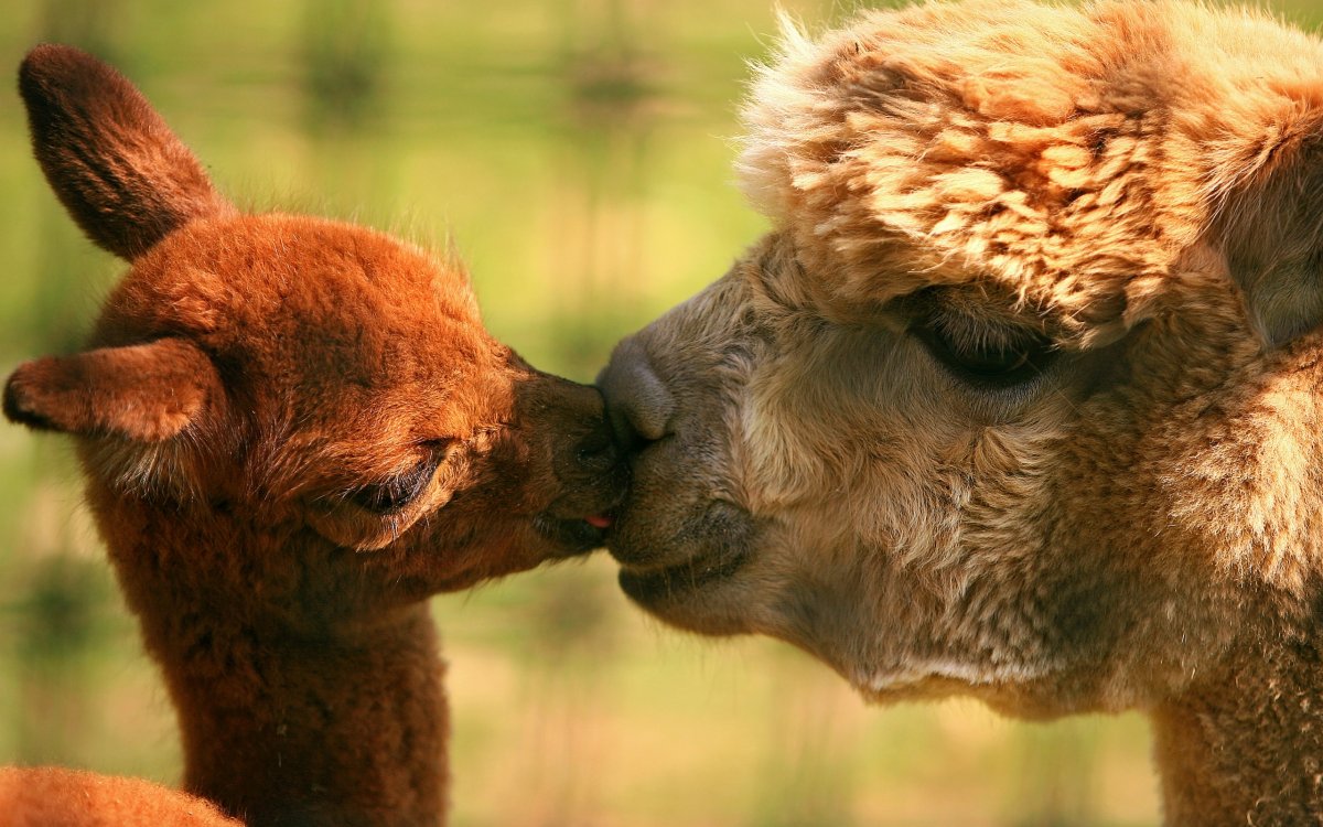 Любовь животных