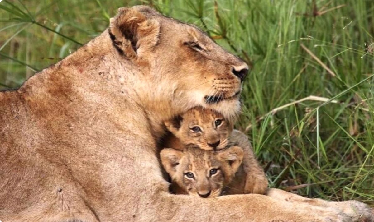 Животные и Детёныши