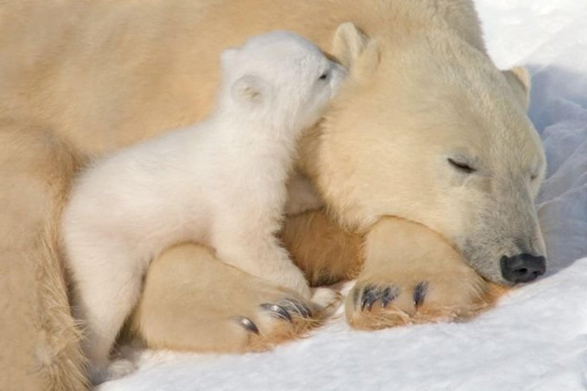 Медвежонок с мамой