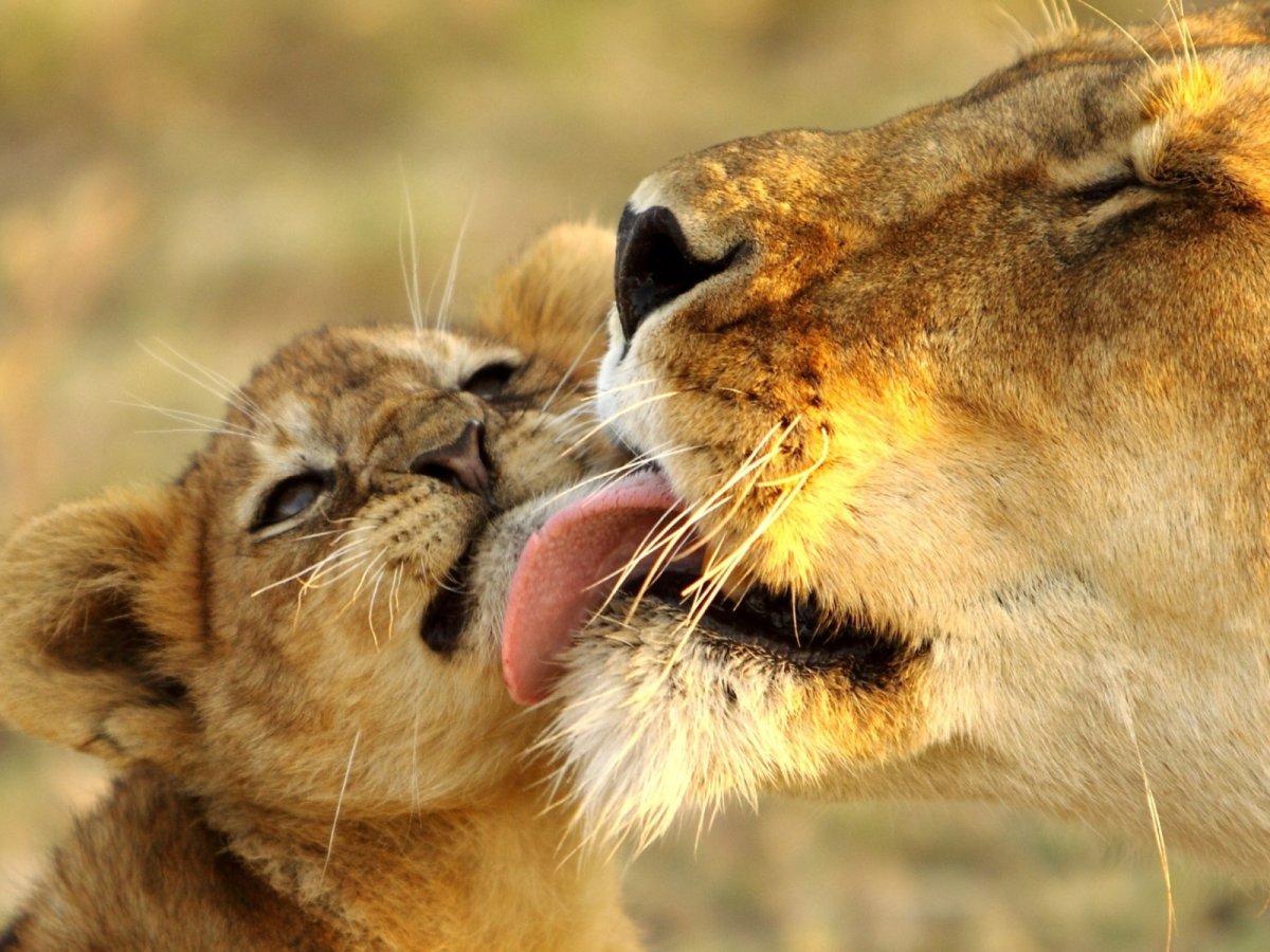 Нежность животные