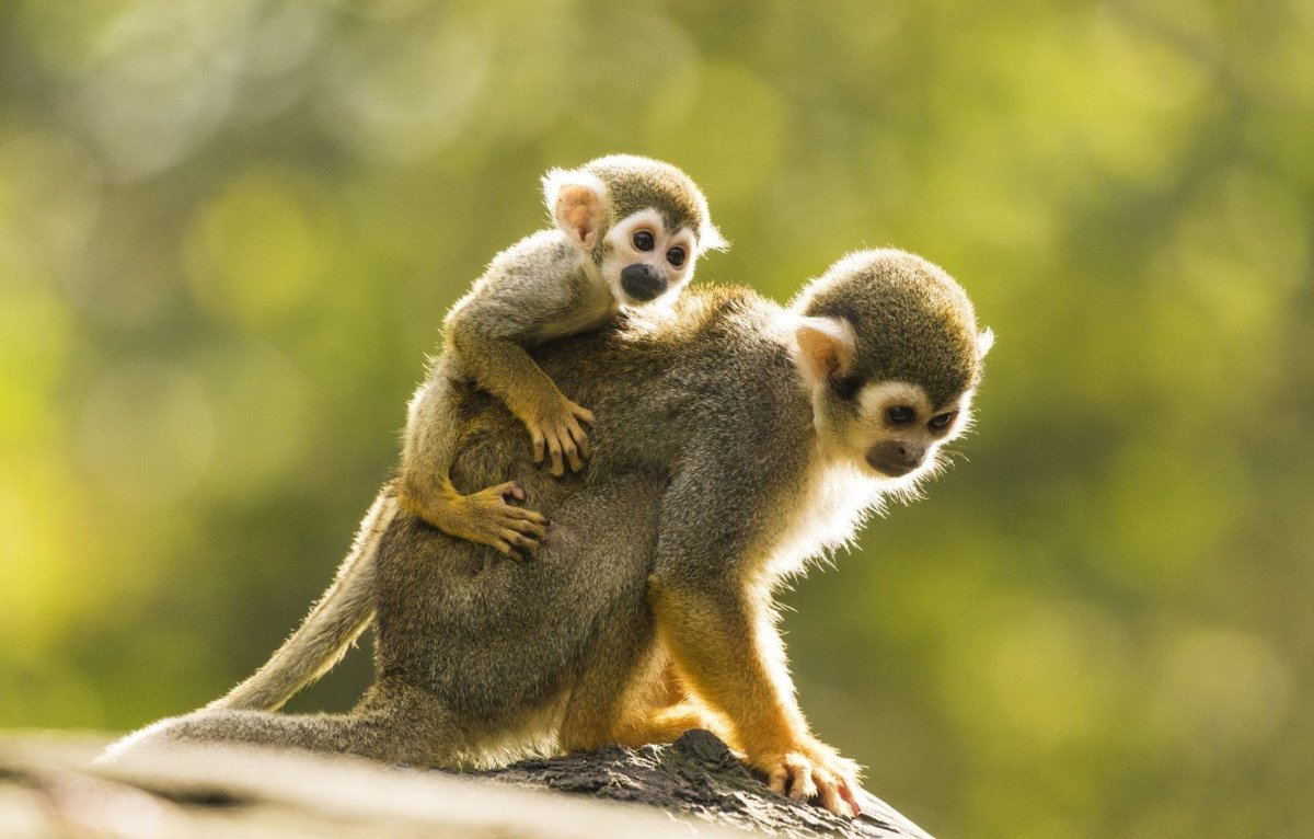 Обои обезьянки