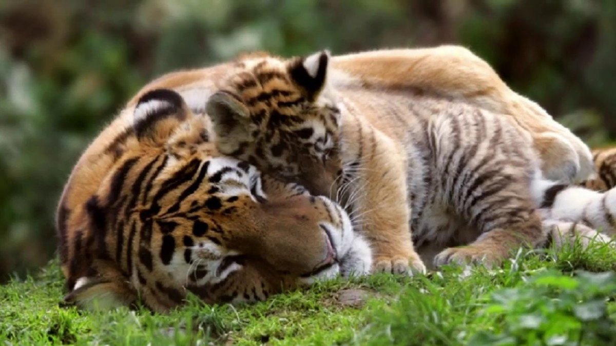 Мать с тигрятами