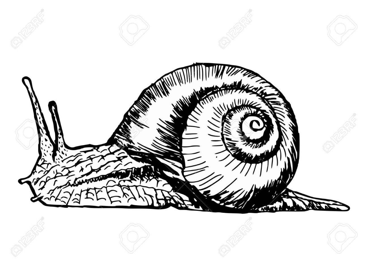 Улитка с глазами на рожках мультяшная