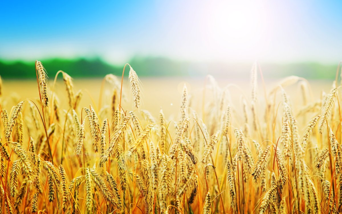 Красивое поле пшеницы