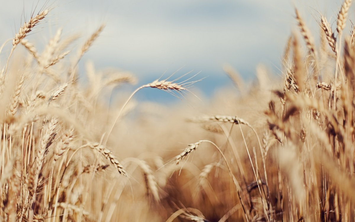 Поле с колосками