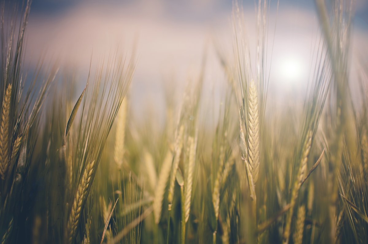 Сельское хозяйство Колос