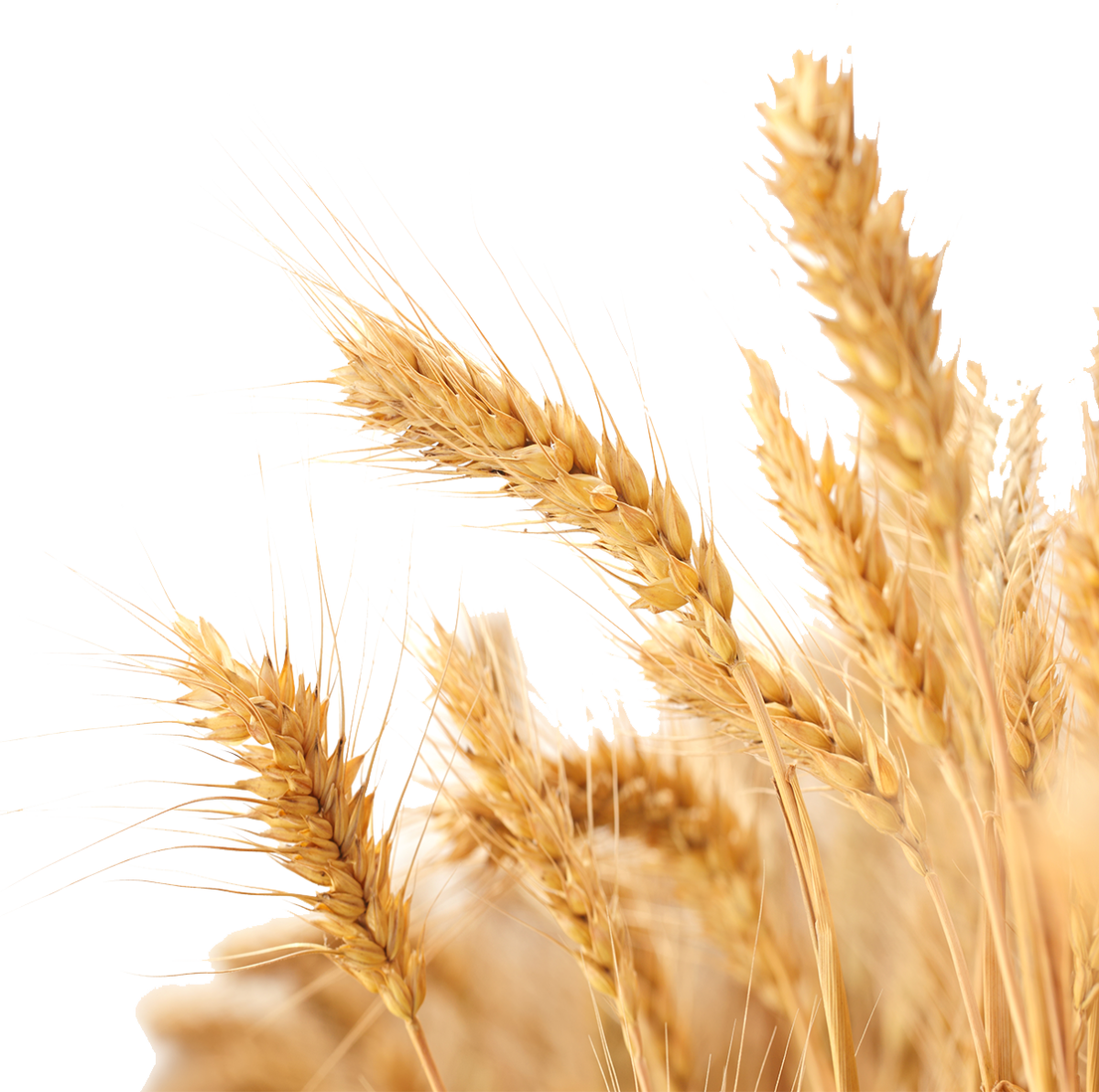 Пшеница Экада 109