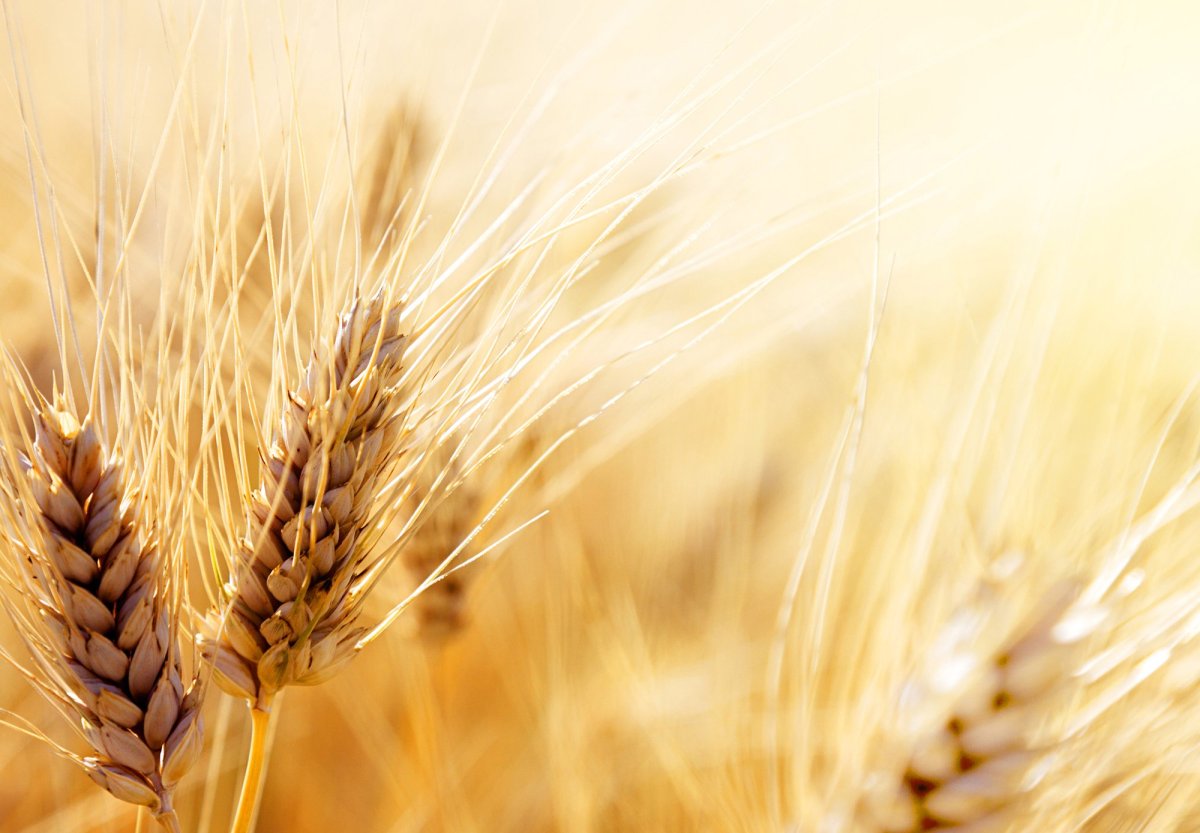 Пшеница фон